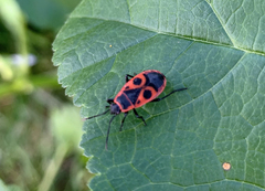 Pyrrhocoris apterus