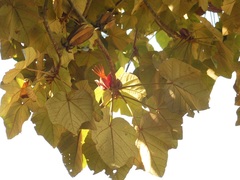 Chiranthodendron pentadactylon