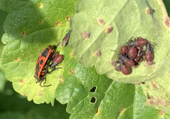 Pyrrhocoris apterus