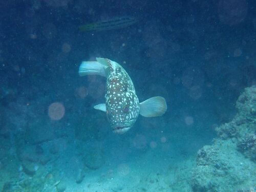 Clipperton grouper (Epinephelus clippertonensis) — Serranidae — 3
