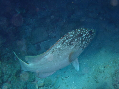 Clipperton grouper (Epinephelus clippertonensis) — Serranidae