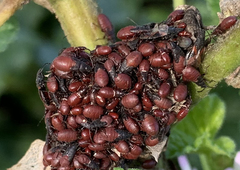 Pyrrhocoris apterus