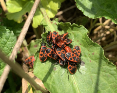 Pyrrhocoris apterus