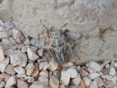 Anoxia australis