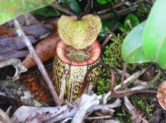 Nepenthes macfarlanei
