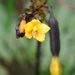 Spathoglottis aurea - Photo (c) tansh91, some rights reserved (CC BY-NC), uploaded by tansh91