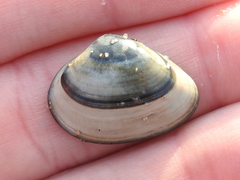 Mactra stultorum
