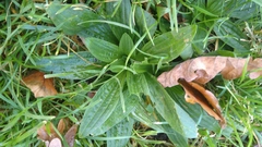Plantago lanceolata