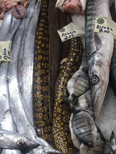 Moray eel
