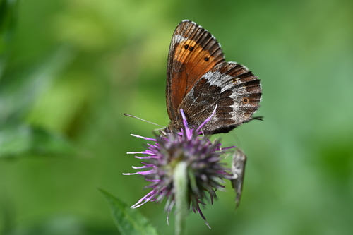 Large Ringlet, Arosa, Schweiz, photo 9 of 10