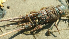 Palinuridae