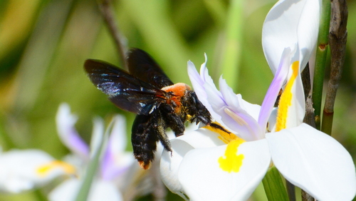 Big Red Large Carpenter Bee