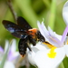 Giant Carpenter Bee - Photo (c) Ryan Tippett, some rights reserved (CC BY-NC)