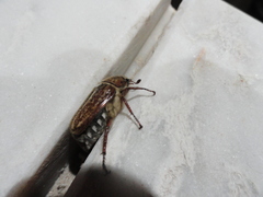 Anoxia australis