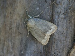 Amphipyra glabella