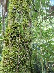Epidendrum porquerense