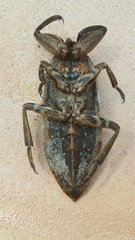 Lethocerus