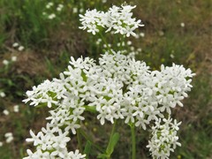 Valerianella nuttallii