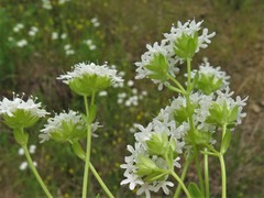 Valerianella nuttallii