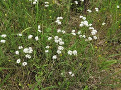 Valerianella nuttallii