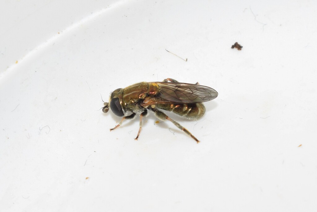 Eumerus sulcitibius