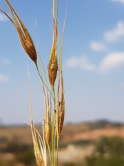 Tristachya biseriata