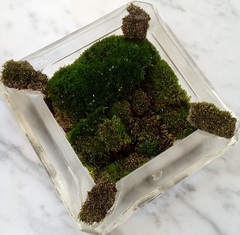 Bryum argenteum
