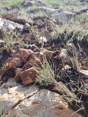 Chlorophytum transvaalense