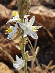 Chlorophytum transvaalense