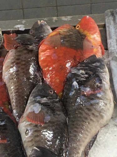 Atlantic Parrotfish