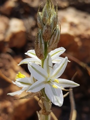 Chlorophytum transvaalense
