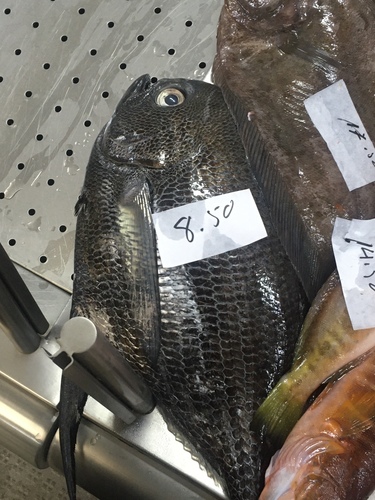 Angel (Taractichthys longipinnis) — Bramidae — 5