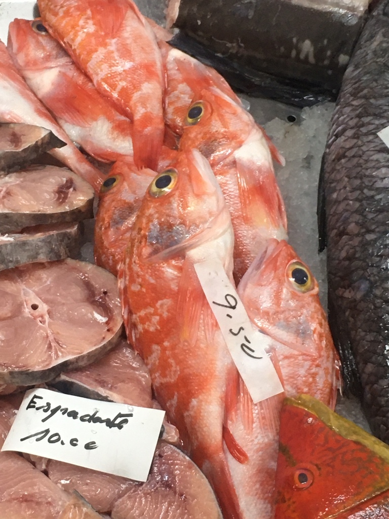 Photo of Bluemouth rockfish (Helicolenus dactylopterus)
