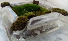 Bryum argenteum