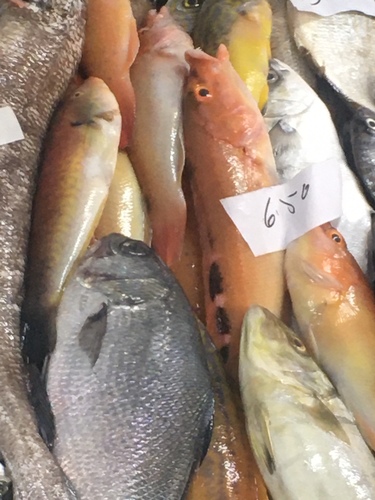 Cuckoo wrasse (Labrus mixtus) — Labridae