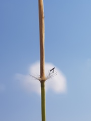 Tristachya biseriata