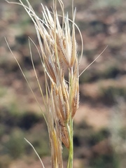Tristachya biseriata