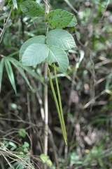 Mandevilla subsessilis
