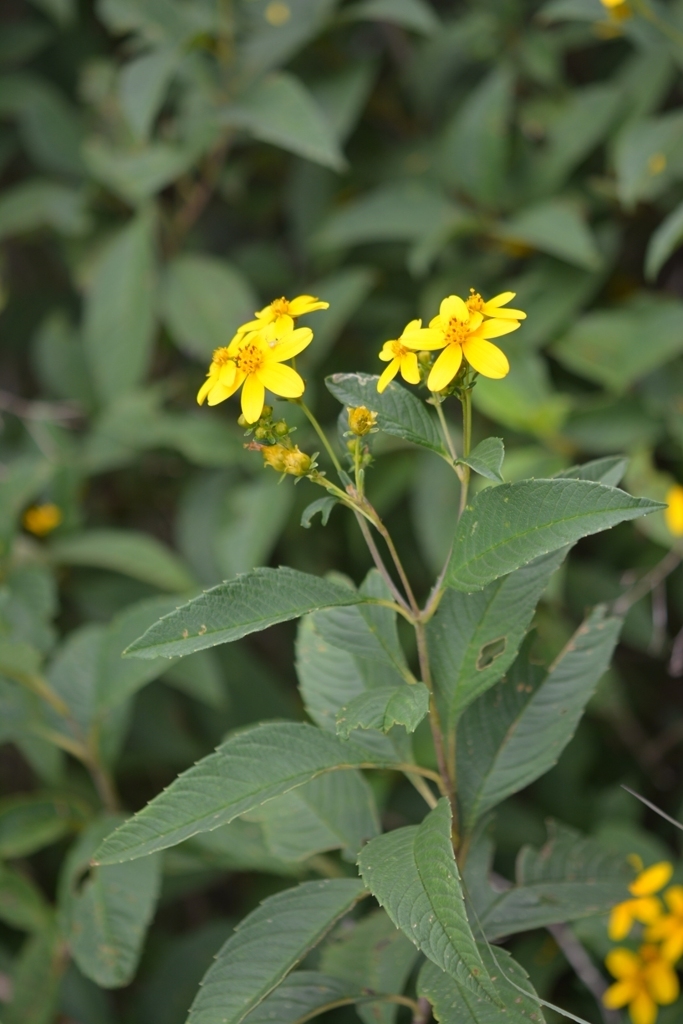 Electranthera mutica