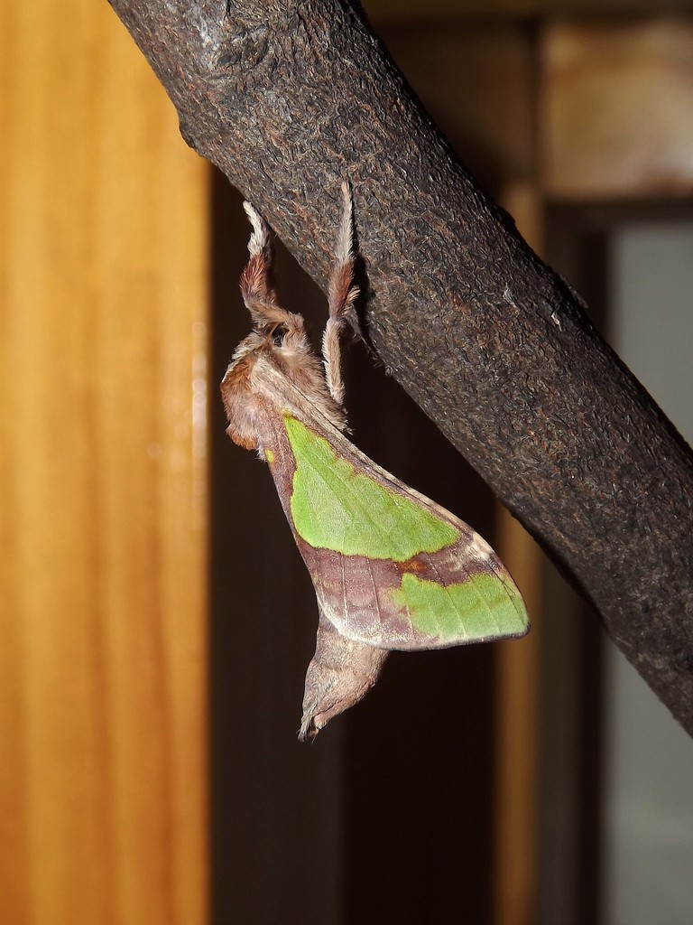 Tindale's Splendid Ghost Moth