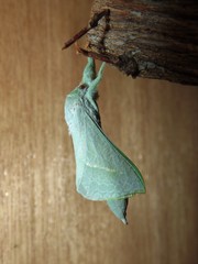 Aenetus eximia