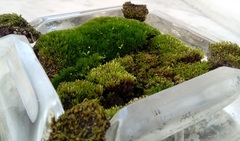 Bryum argenteum