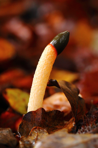 dog stinkhorn