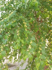 Ziziphus mauritiana