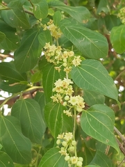 Ziziphus mauritiana