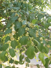 Ziziphus mauritiana