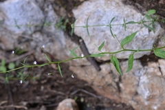 Lobelia longicaulis