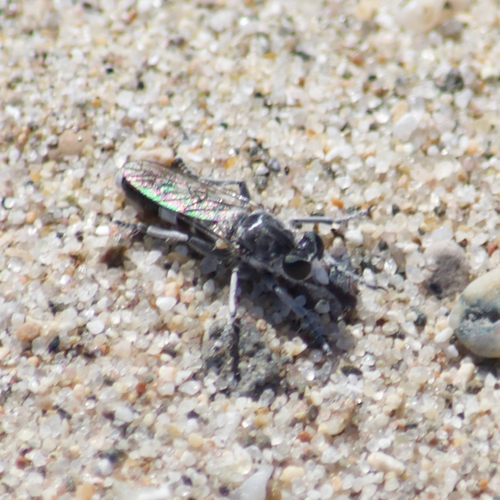 Stichopogon venturiensis