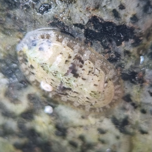 Lepidochitona cinerea