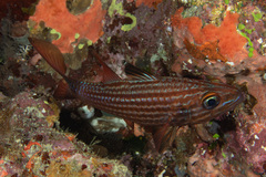 Cheilodipterus alleni